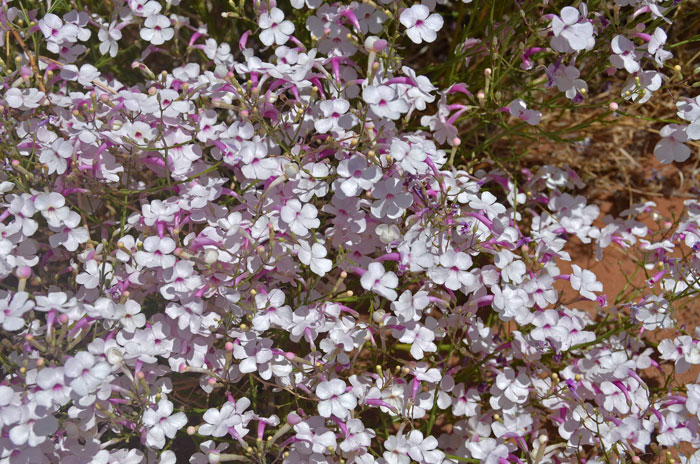 Gilia Beardtongue is a subshrub that grows up to 3 feet tall and prefers open sandy mesas and grassland. The photos were taken at Monument Valley, Arizona. Penstemon ambiguous Gilia Beardtongue is a subshrub that grows up to 3 feet tall and prefers open sandy mesas and grassland. The photos were taken at Monument Valley, Arizona. Penstemon ambiguous